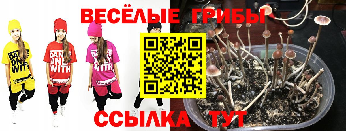 Псилоцибиновые грибы прущие грибы  Вход с VPN  Михайловск 